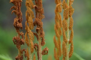 14142333387_6187f13e36_z