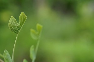 14142400607_91c759c88b_z