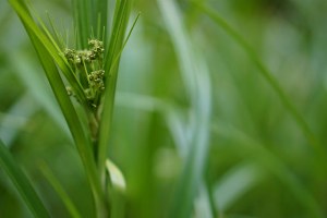 14142435650_a658c63ebe_z