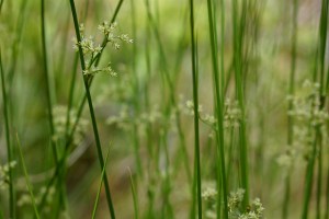 Photos by Gary Peeples