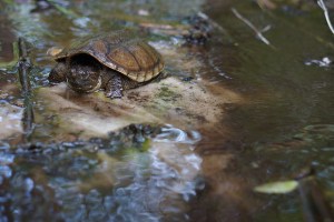 14325566361_8c0a964783_z