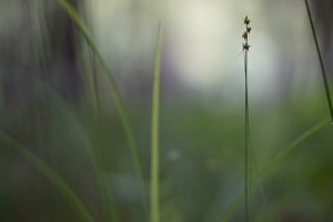 14325647901_4219ca839e_z