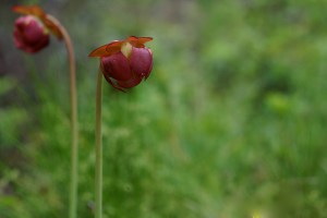 14328935885_1b23db8054_z