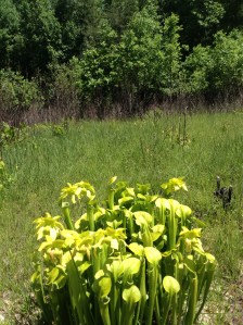 05222015_EllerSeep_PitcherPlants_KVaughn (13)