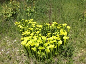 05222015_EllerSeep_PitcherPlants_KVaughn (37)