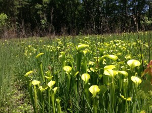 Fast forward to May; note the dead woody stems among the pitcher plants, the results of this year’s burn.