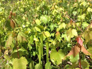 Pitcher plants threatened by maple encroachment. Hang in there!