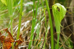 18119889904_2579edf35d_o