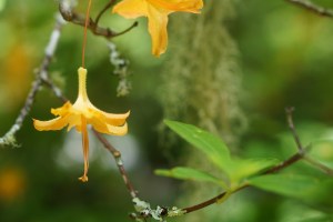 18716141566_15123b2922_o