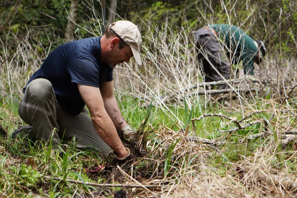 2016 04-Elk knob-Peeples-Ed pulling iris