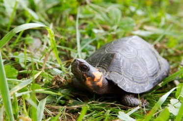 bog-turtle_18553929088_o